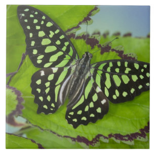 Azulejo De Cerámica Mariposa en verde