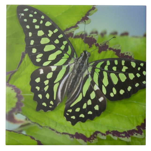 Azulejo De Cerámica Mariposa en verde (Frente)