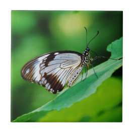 Azulejo De Cerámica Mariposa marrón oscura y gris