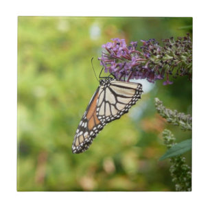 Azulejo De Cerámica Mariposa Monarca en Arbusto de Mariposas Morado