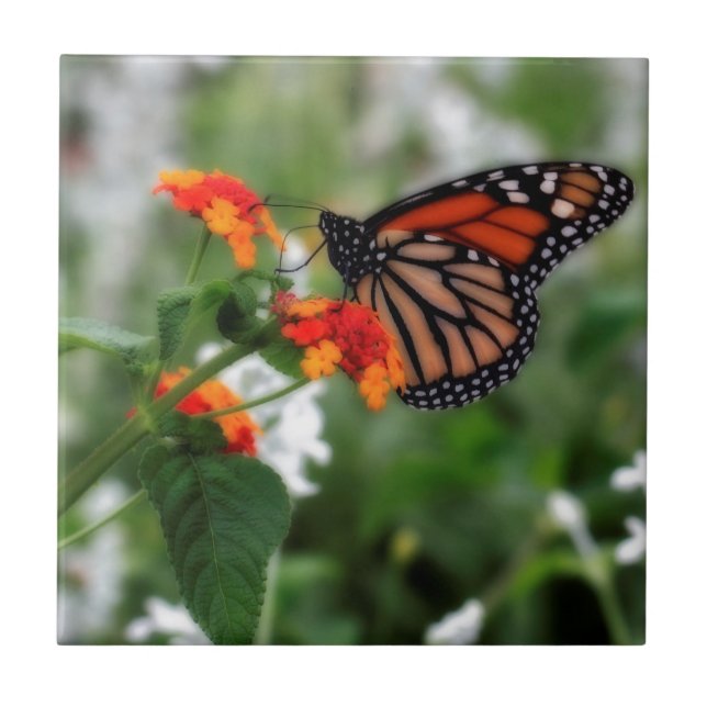 Azulejo De Cerámica Mariposa monarca en Naranja y Lantana Roja (Frente)