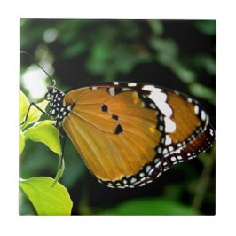 Azulejo De Cerámica Mariposa naranja, negra y blanca en hoja