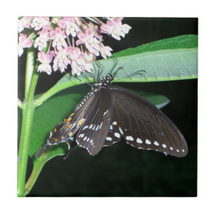 Azulejo De Cerámica Mariposa nocturna cola de golondrina negra en Shen