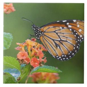 Azulejo De Cerámica Mariposa soldado (Danaus eresimus) alimentándose