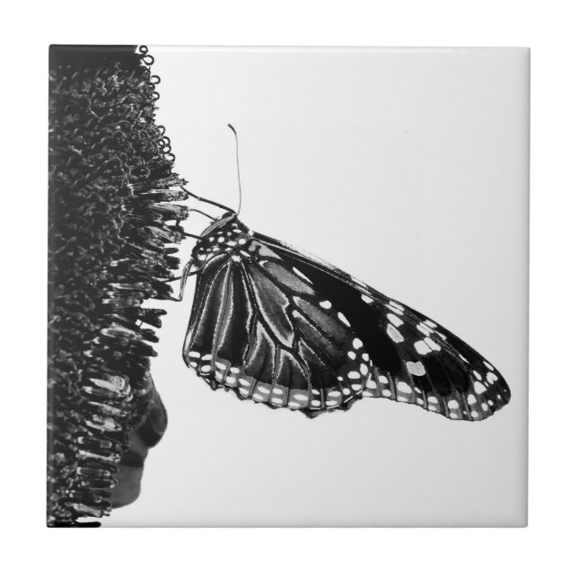 Azulejo De Cerámica mariposa tímida blacq (Frente)