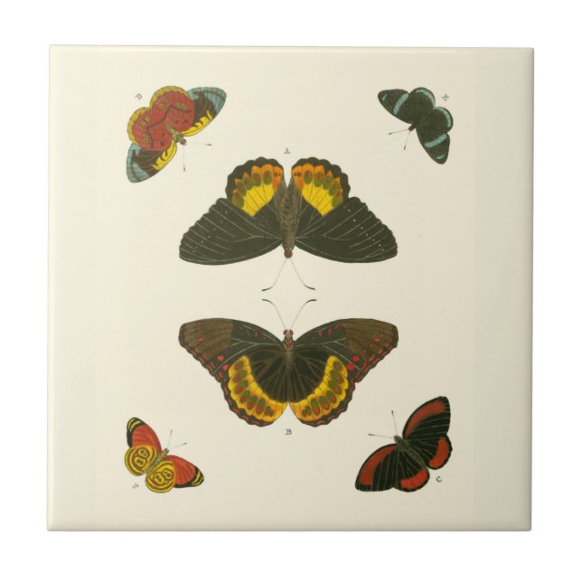 Azulejo De Cerámica Mariposas brillantes por Pieter Cramer (Frente)