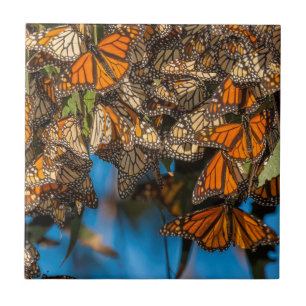 Azulejo De Cerámica Mariposas monarca migratorias se aferran a las hoj