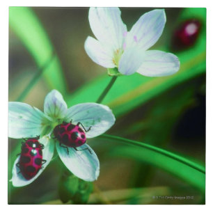Azulejo De Cerámica Mariquita