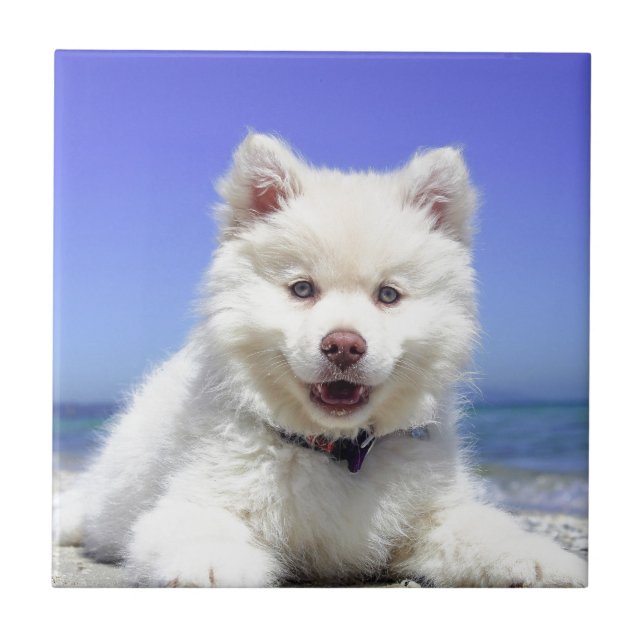 Azulejo De Cerámica Mariquita blanca con ojos azules (Frente)