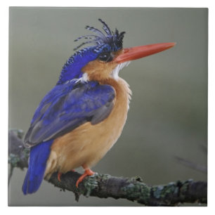 Azulejo De Cerámica Martín pescador malakita, Alcedo cristata, Lago