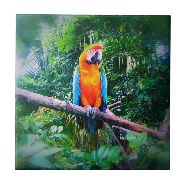 Azulejo De Cerámica Martinica Macaw (Frente)
