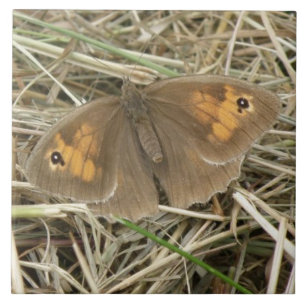 Azulejo De Cerámica Meadow Brown Butfly Tile