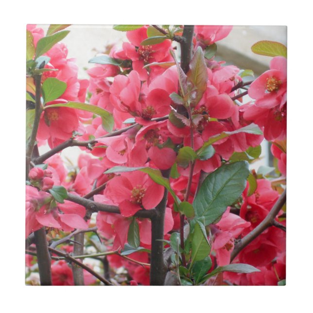 Azulejo De Cerámica Membrillo japonés rojo hermoso (Frente)