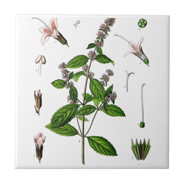 Azulejo De Cerámica Menta (Frente)