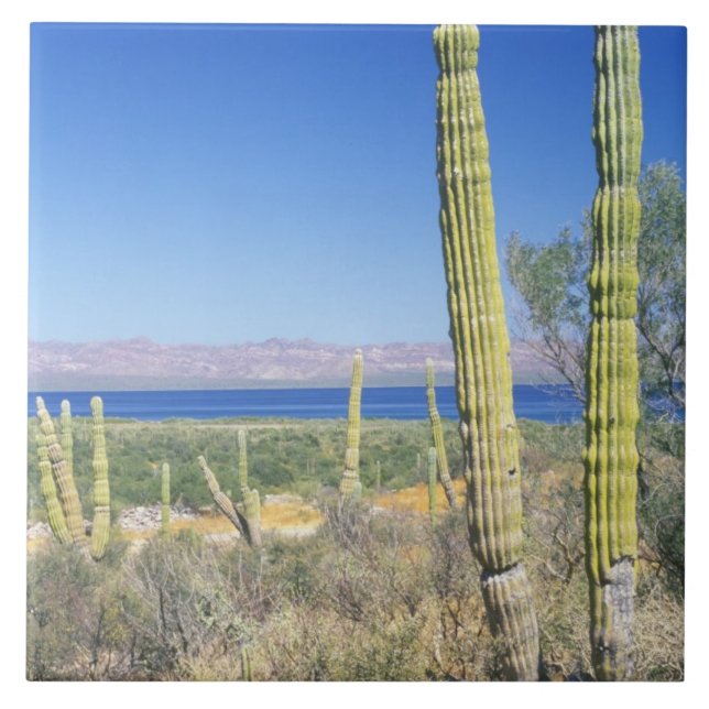 Azulejo De Cerámica México, Baja California Sur, Mulege, Bahía (Frente)