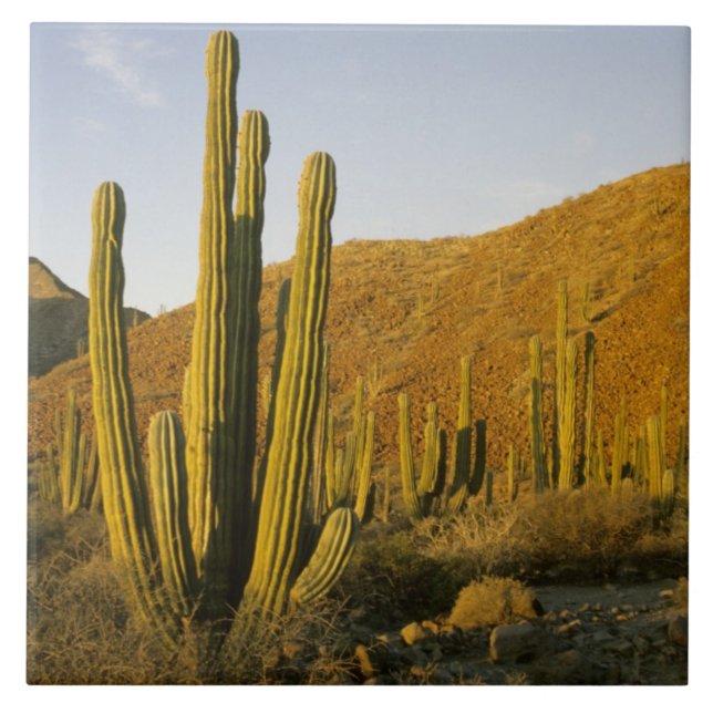 Azulejo De Cerámica México, Baja, Isla Santa Catalina, Mar de (Frente)
