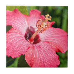 Azulejo De Cerámica Míchigan, Dearborn. Detalle de Hibisco Rosa