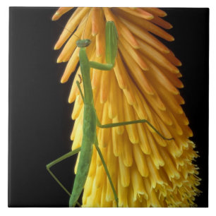 Azulejo De Cerámica Michigan, Rochester Hills. Orando a los antis en r