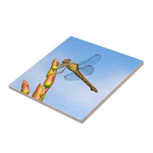 Azulejo De Cerámica millas detrás de mí