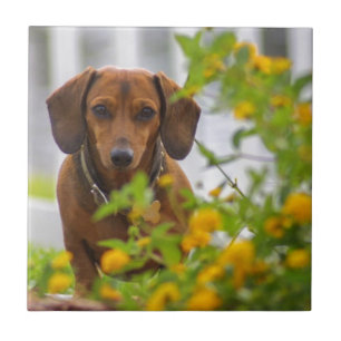 Azulejo De Cerámica Mini Dachshund rojo