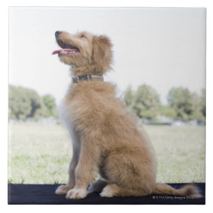 Azulejo De Cerámica Mini doodle de oro