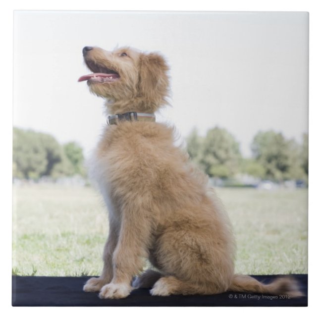 Azulejo De Cerámica Mini doodle de oro (Frente)