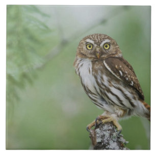 Azulejo De Cerámica Mochuelo Ferruginoso, Glaucidium brasilianum, 3