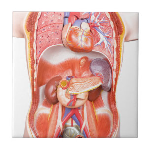 Azulejo De Cerámica Modelo humano del cuerpo del torso con los órgano