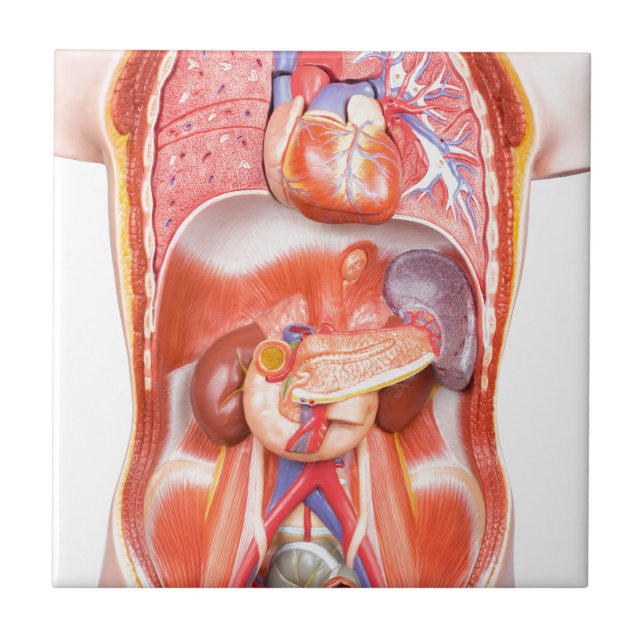 Azulejo De Cerámica Modelo humano del cuerpo del torso con los órganos (Frente)