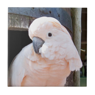 Azulejo De Cerámica Moluccan Cockatoo
