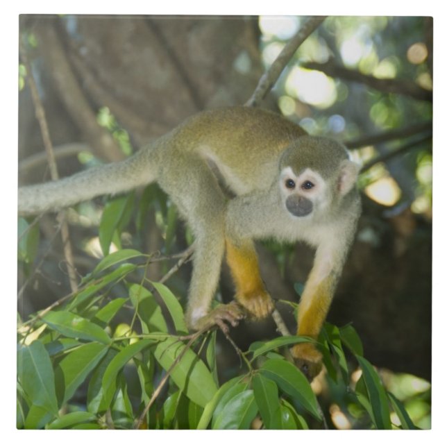 Azulejo De Cerámica Mono ardilla común, (Saimiri sciureus), Rio (Frente)
