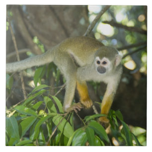 Azulejo De Cerámica Mono de ardilla común, (Saimiri sciureus), Río