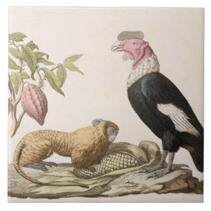 Azulejo De Cerámica Mono y cóndor de león, nativos a Chile o a Ecuad