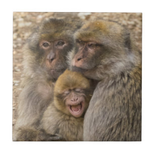 Azulejo De Cerámica Monos y bebé de Macaque