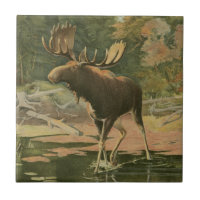 Moose caminando en el agua