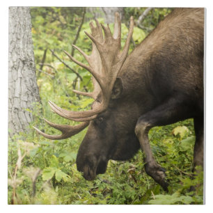 Azulejo De Cerámica Moose de significación