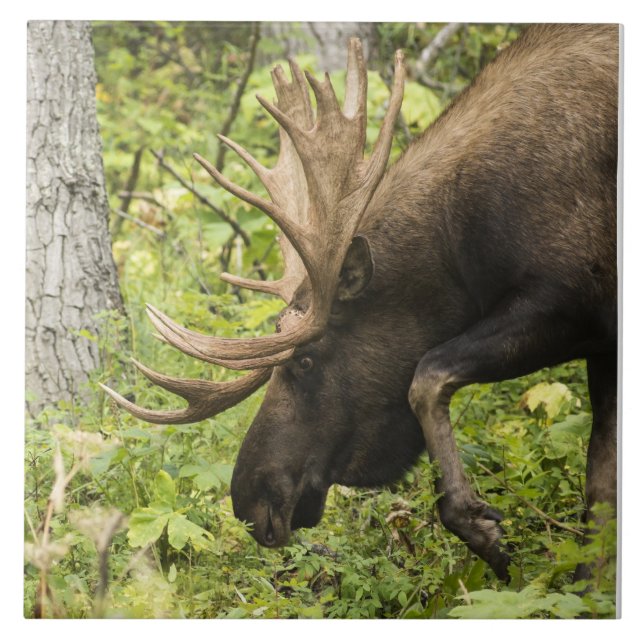 Azulejo De Cerámica Moose de significación (Frente)