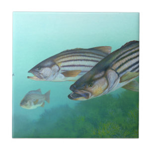 Azulejo De Cerámica Morone Saxatilis, pez azulado a rayas del Atlántic