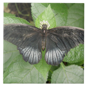 Azulejo De Cerámica Mosaica tropical y mosaico de flores bonito