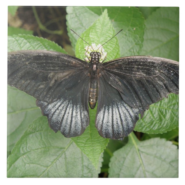 Azulejo De Cerámica Mosaica tropical y mosaico de flores bonito (Frente)