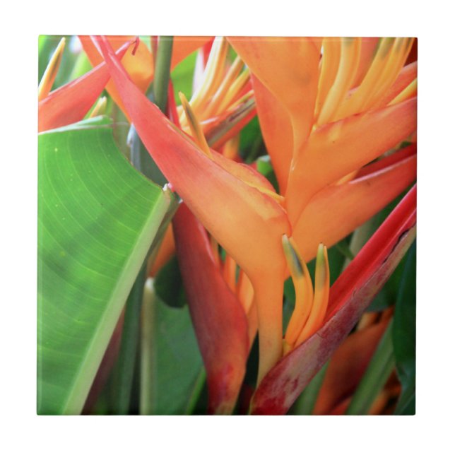 Azulejo De Cerámica Mosaico cerámico hawaiano Hibiscus (Frente)