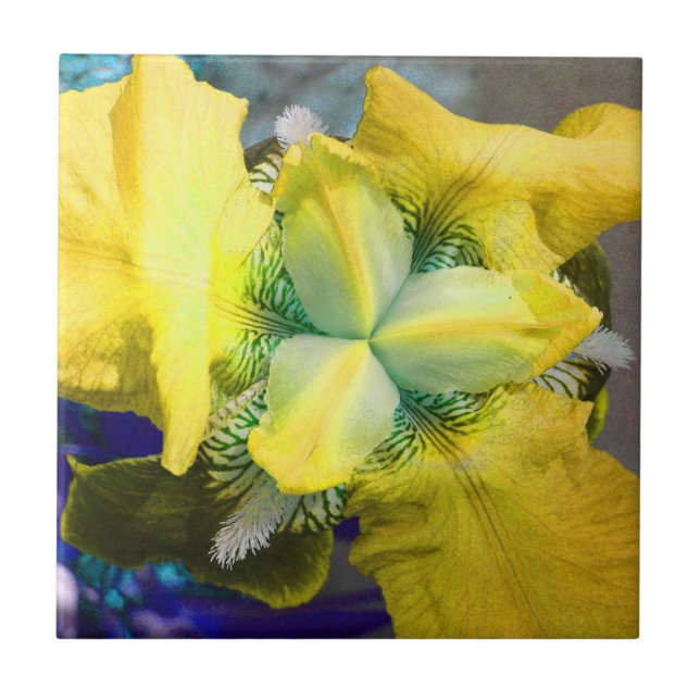 Azulejo De Cerámica Mosaico De Flor De Iris Amarillo (Frente)