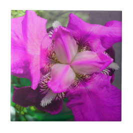 Azulejo De Cerámica Mosaico De Flores De Iris Rosa