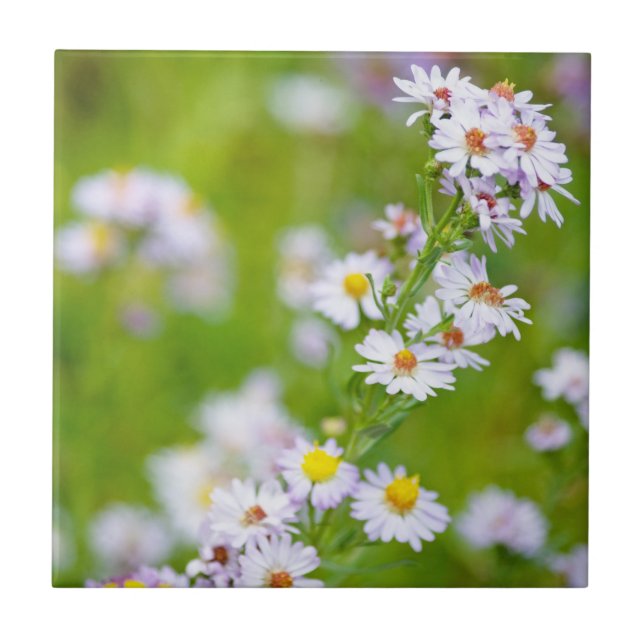 Azulejo De Cerámica Mosaico de línea de belleza (Frente)