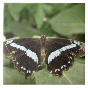 Azulejo De Cerámica Mosaico de mariposa tropical negro y blanco