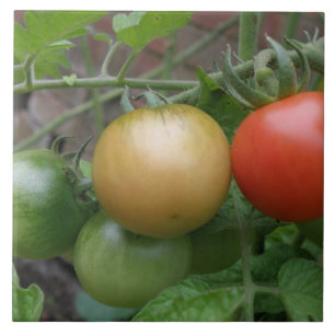 Azulejo De Cerámica Mosaico de tomates ligeros