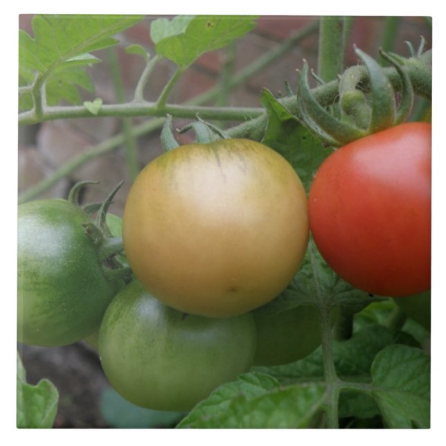Azulejo De Cerámica Mosaico de tomates ligeros (Frente)