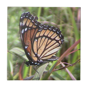 Azulejo De Cerámica Mosaico decorativo monarca