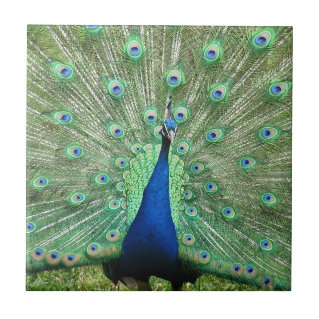 Azulejo De Cerámica Mosaico - Orgulloso Peacock (Frente)