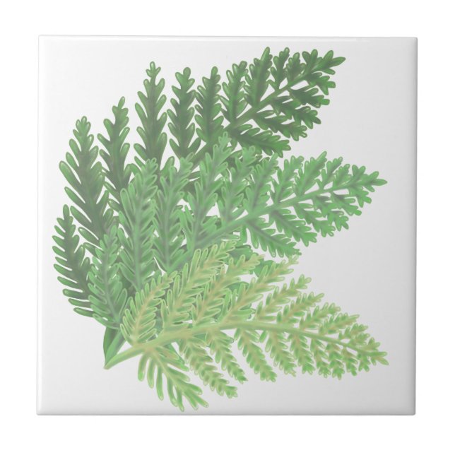 Azulejo De Cerámica Moss Green Fern (Frente)